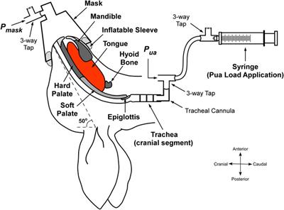 Role of surgical hyoid bone repositioning in modifying upper airway collapsibility